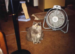 Cat sitting in front of fan.