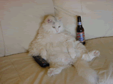 Cat sitting on couch with beers.
